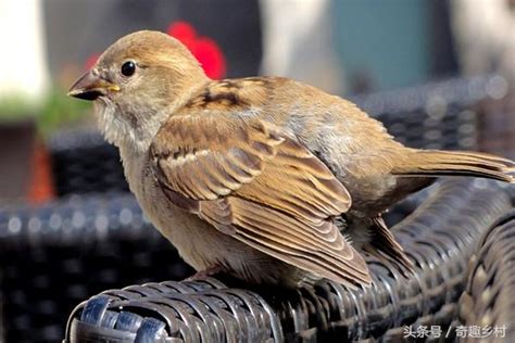 麻雀來家裡|麻雀是保護動物嗎？麻雀飛進家裡預示什麼？屋檐下麻。